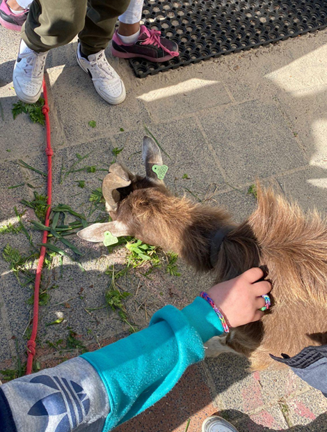 Dieren op bezoek