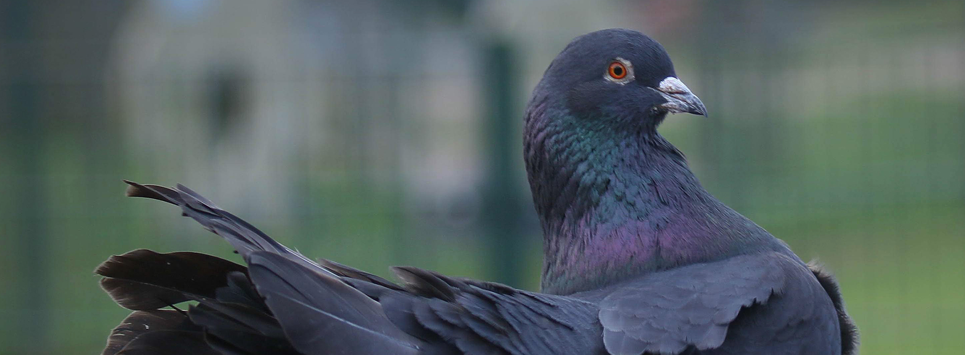 Dieren op bezoek
