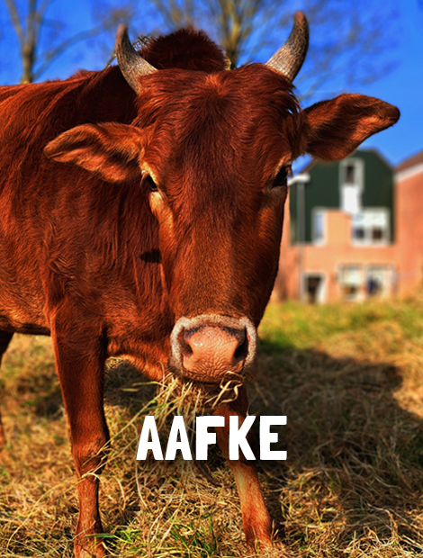 Aafke