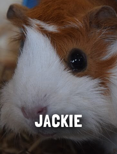 Jackie