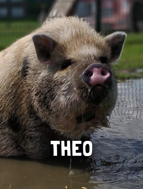 Theo
