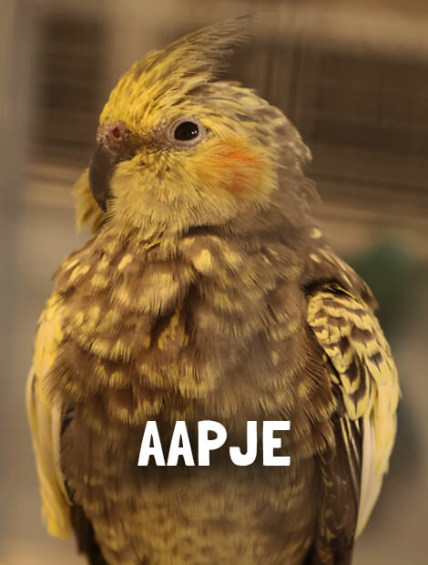 Aapje