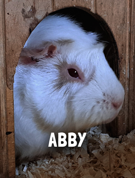 Abby
