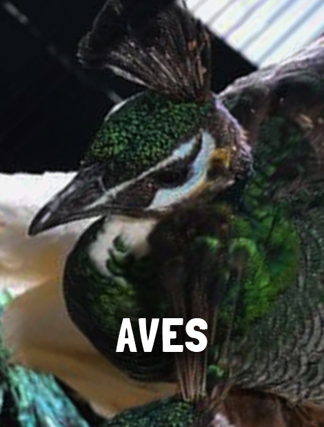 Aves