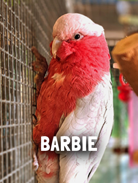 Barbie