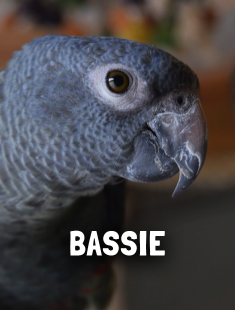 Bassie