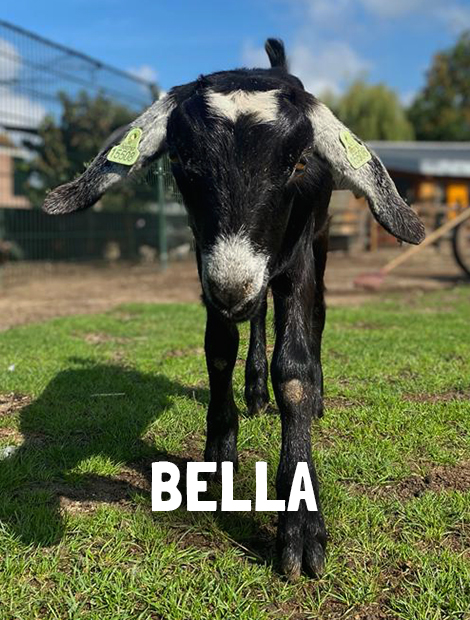 Bella