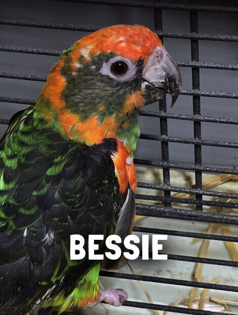 Bessie