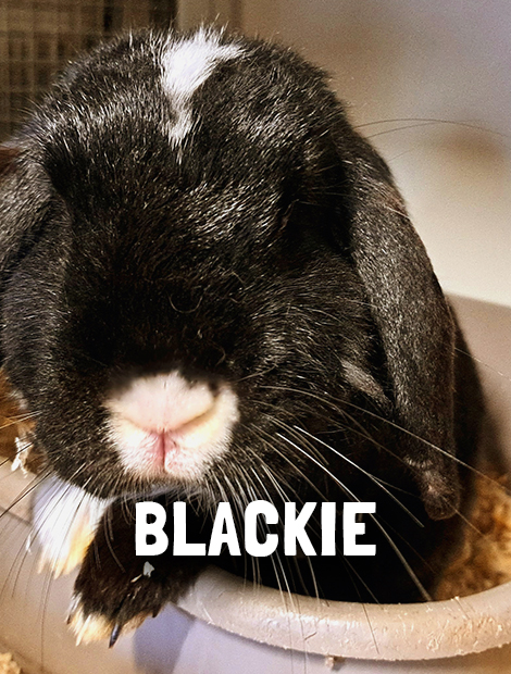 Blackie