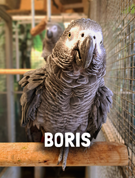 Boris