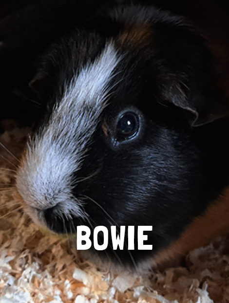 Bowie