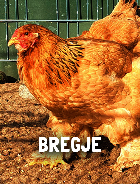 Bregje