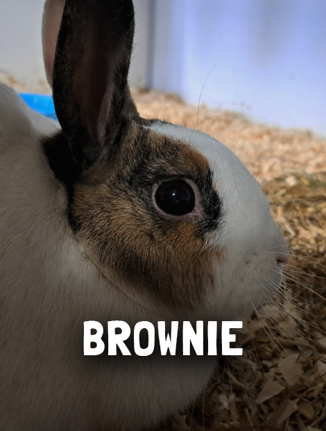 Brownie
