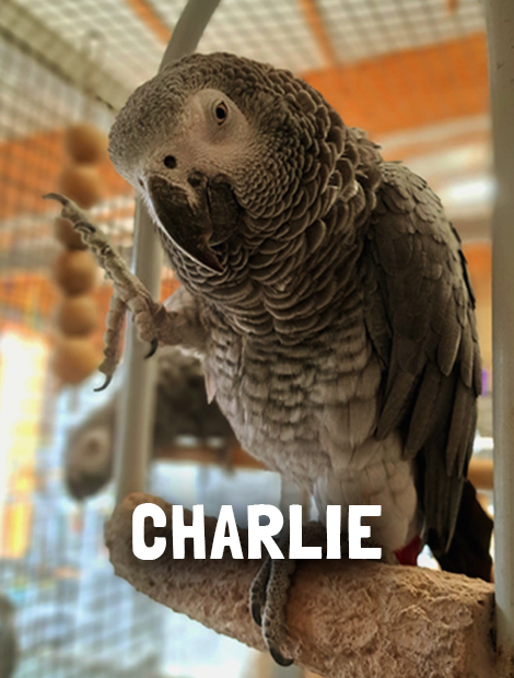 Charlie
