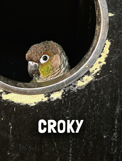Croky
