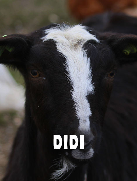Didi