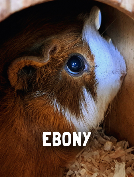 Ebony