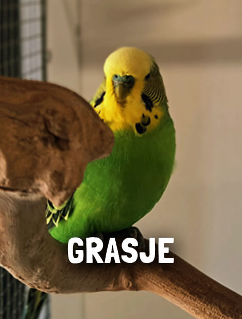 Grasje