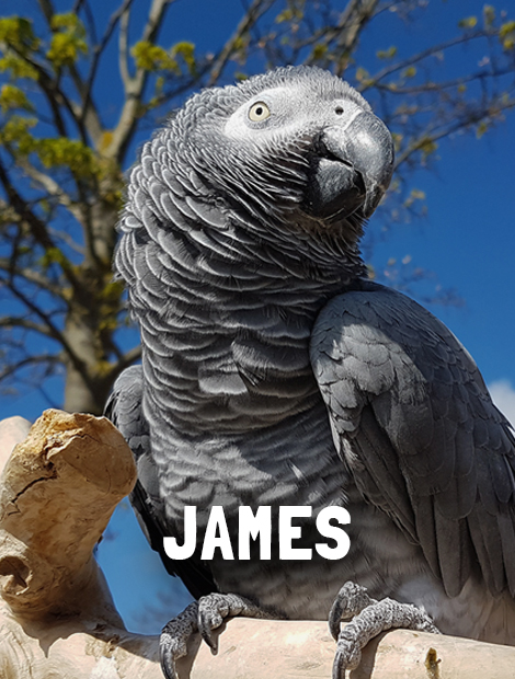 James