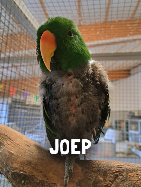Joep