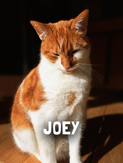 Joey