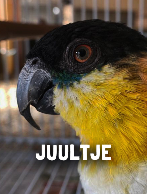 Juultje