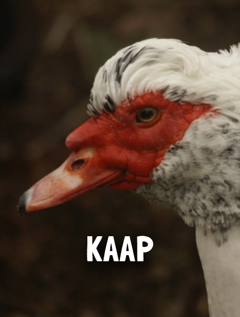 Kaap