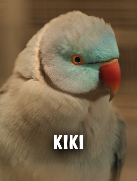 Kiki