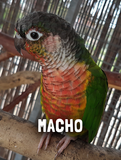 Macho