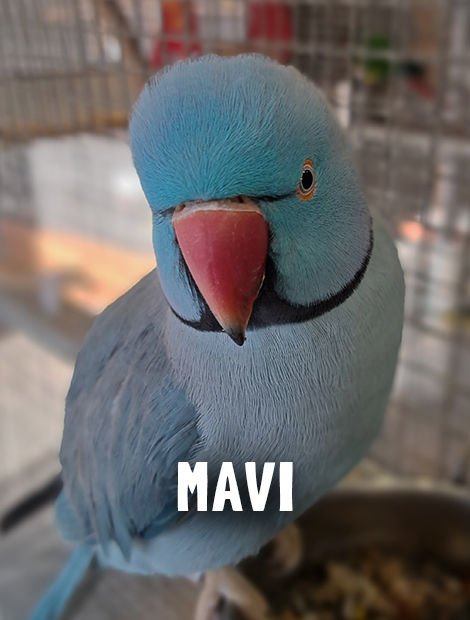 Mavi