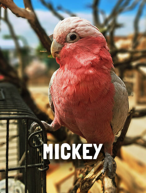 Mickey
