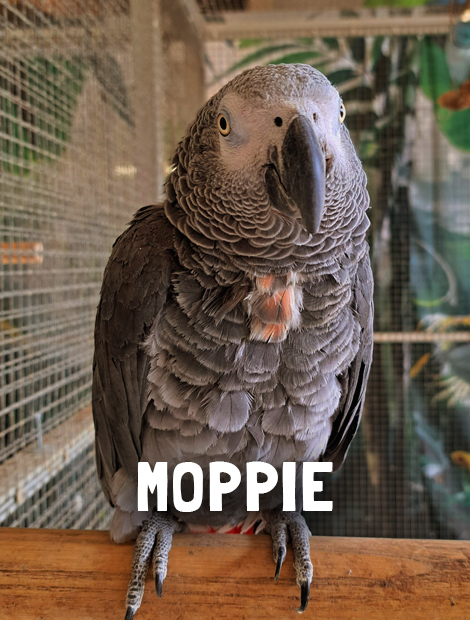 Moppie