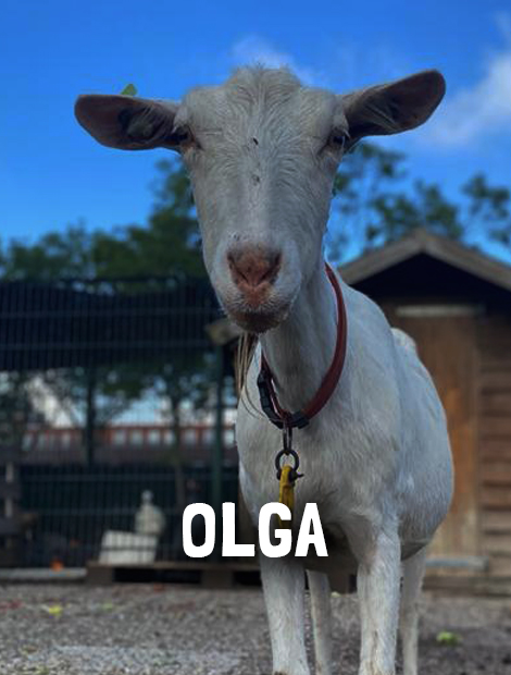 Olga