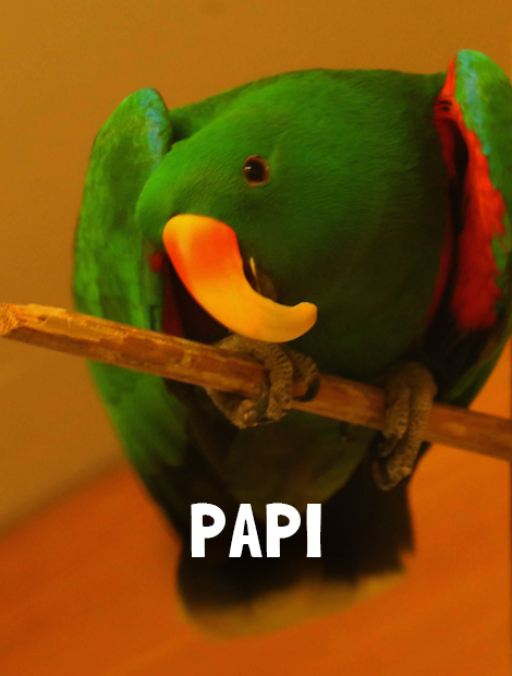 Papi