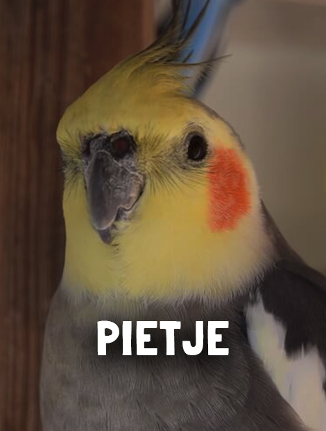 Pietje