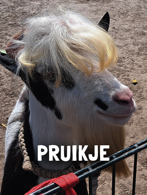 Pruikje