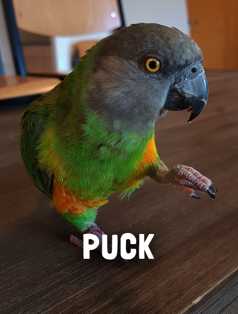Puck
