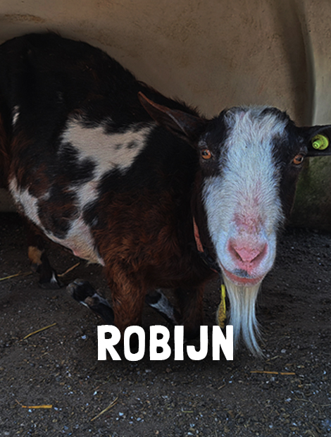 Robijn