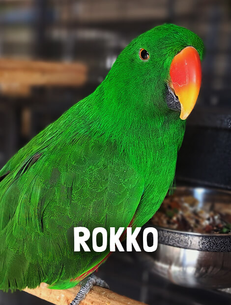 Rokko