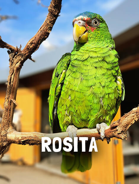 Rosita