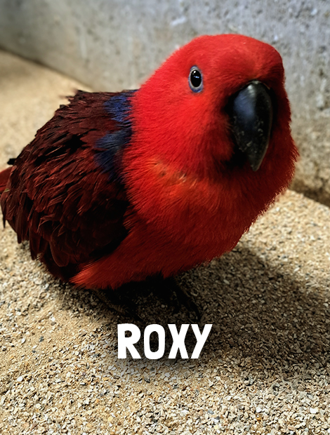 Roxy