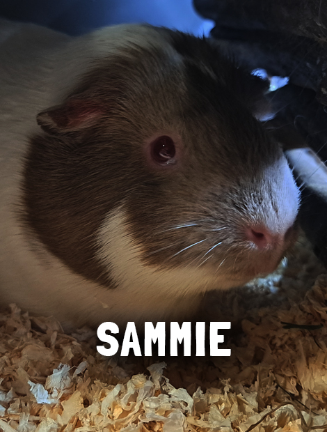 Sammie