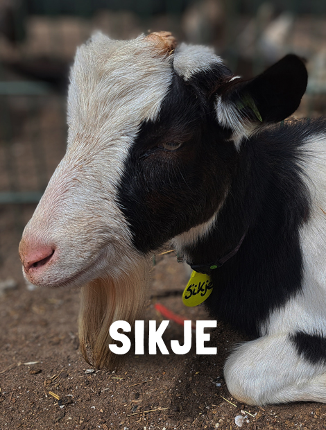 Sikje