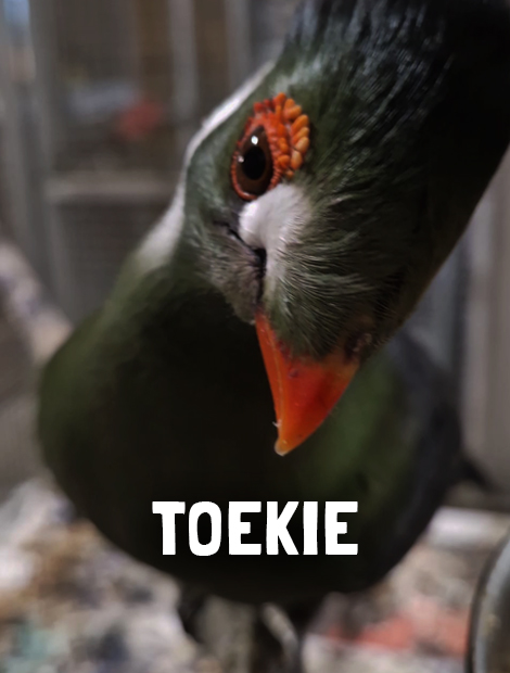 Toekie