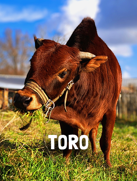 Toro