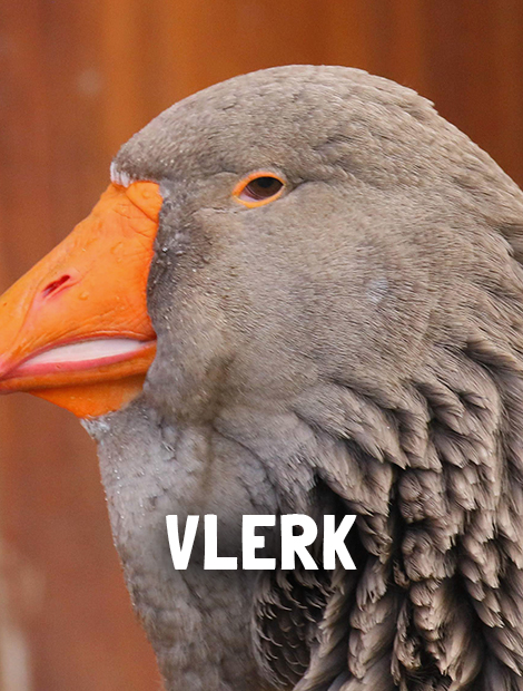 Vlerk