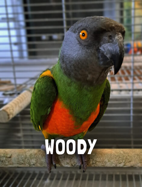 Woody